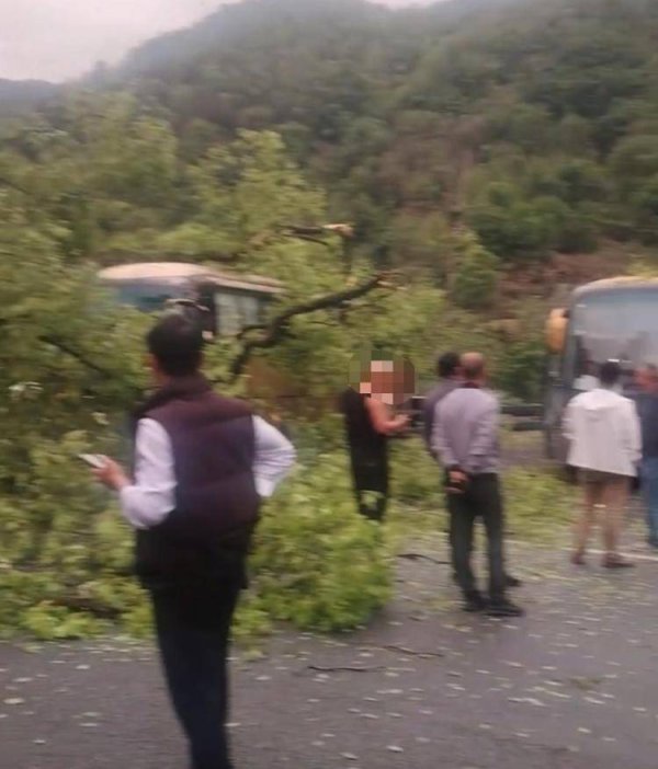 景区工作人员回应“古樟树倒伏砸中旅游大巴”：砸中两辆，无人员受伤，准备给这棵树做移栽