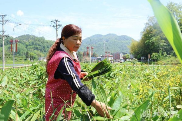 宣恩：深山箬叶加工忙 暖心岗位助增收