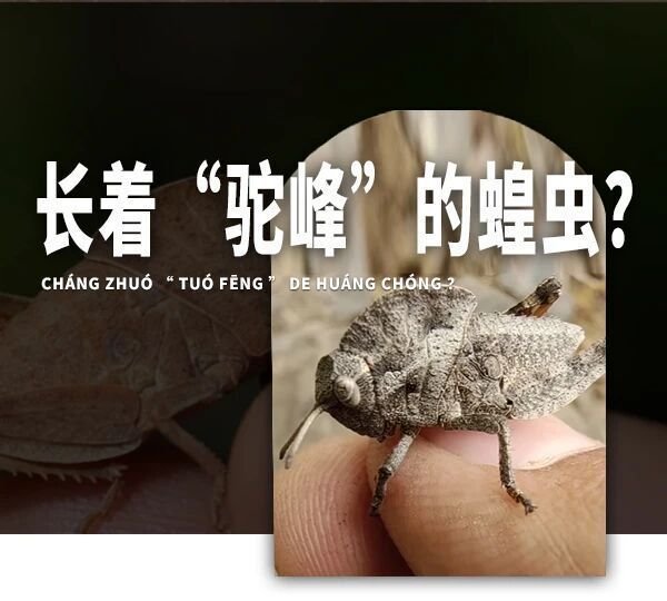 河南男子发现长“驼峰”的蝗虫，像穿着重铠甲，网友：几十年没看到了