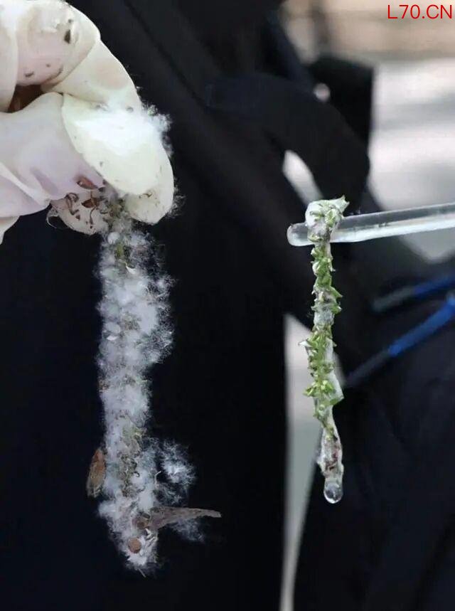 为什么不能把杨柳树都砍了?官方回应 生态价值需保护